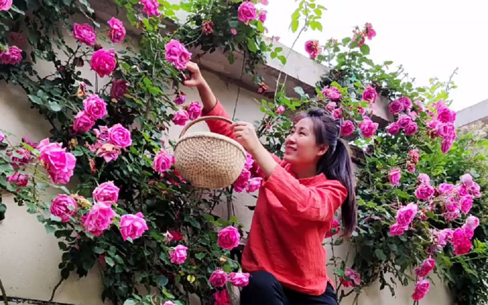 最美农家院,我家的大槐树已经发的枝繁叶茂了 肯定里面入住了好几窝小鸟了…哔哩哔哩bilibili