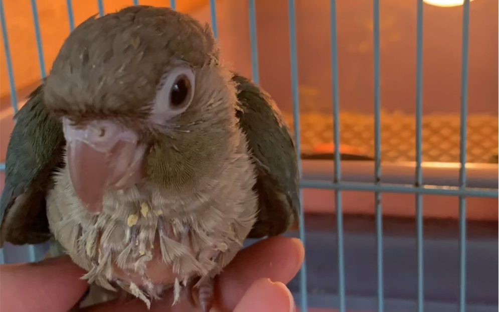 是还需要喂奶奶的蓝化肉桂喔