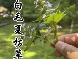 Download Video: 白毛夏枯草，你认识吗？一种宝藏植物！