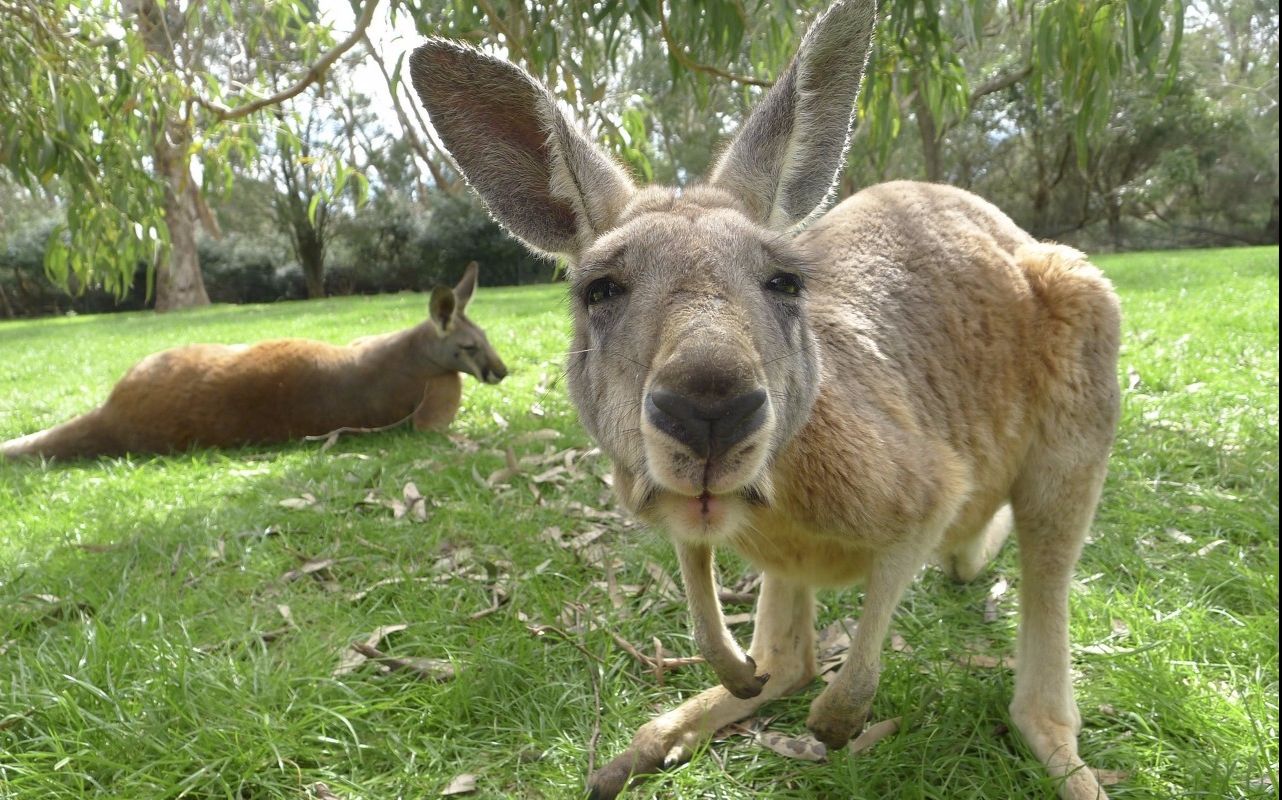 澳洲巨兔图片