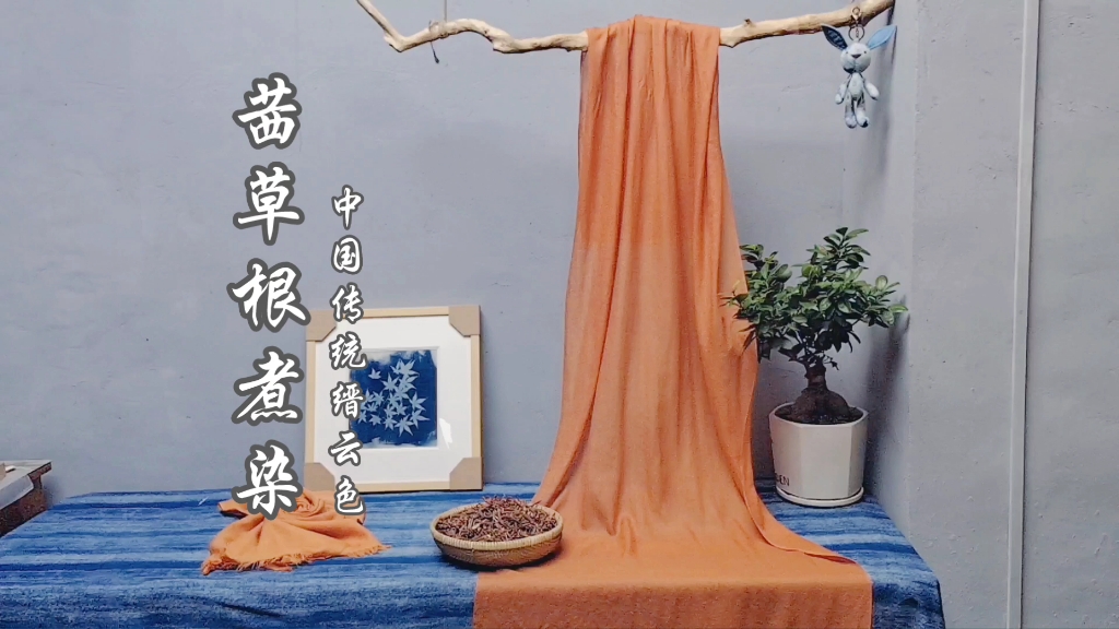 传统植物染茜草根煮染缙云色