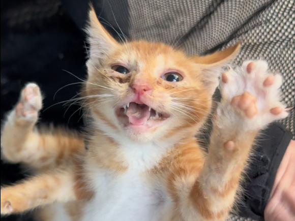 在这个小区有种被小猫包围的感觉，实在是太多了