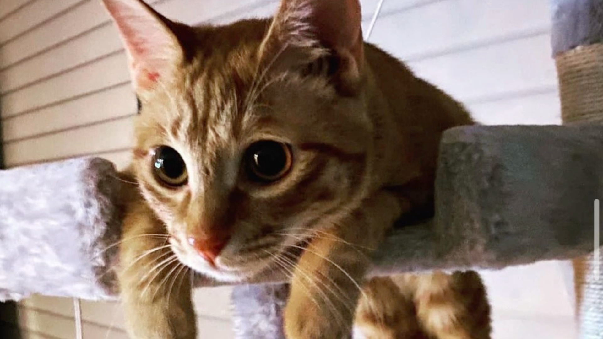 日常练琴yuumis waltz demo