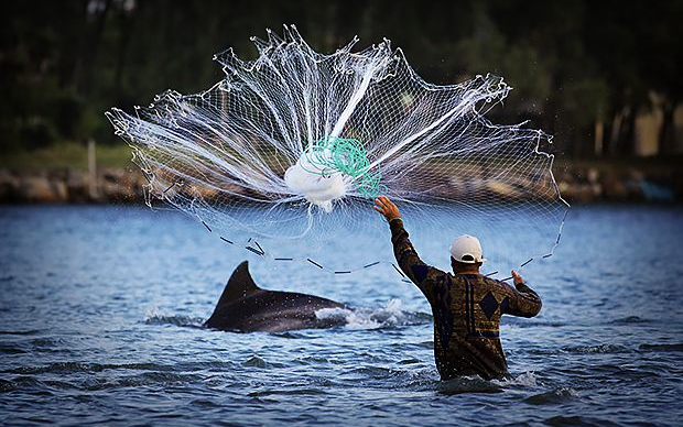 英文字幕】海豚帮助渔民捕鱼Dolphins Help Fishermen Catch Fish_哔哩 