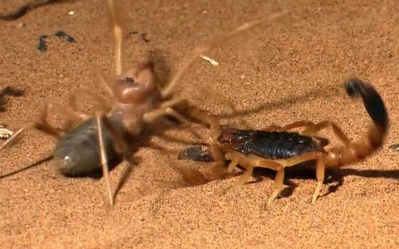 【精彩片段】以色列金蝎偷袭避日蛛!这就叫不讲武德吧!