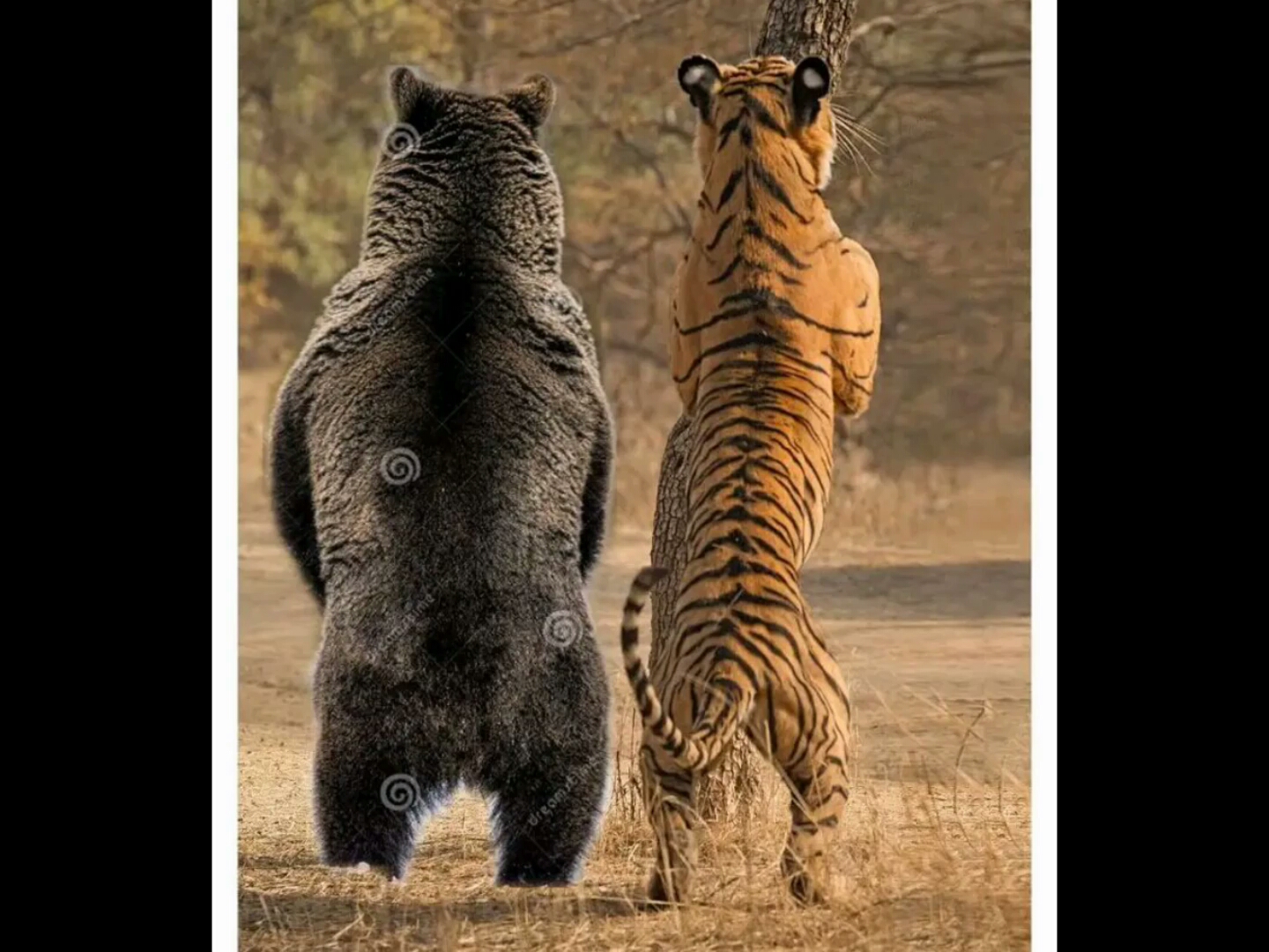 东北虎vs棕熊图片