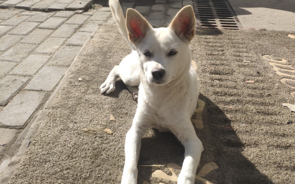 【流浪狗白条】我是这小区里最靓的狗_哔哩哔哩 (゜-゜)つロ 干杯