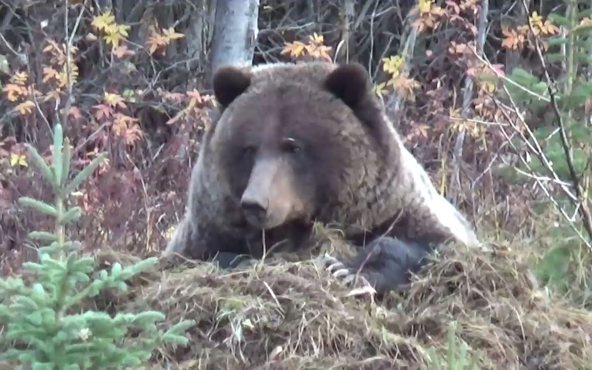 [图]【棕熊】公棕熊睡在食物上保护食物