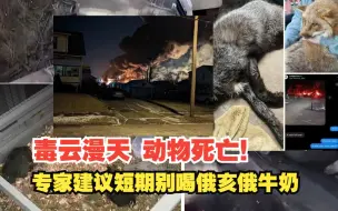 Video herunterladen: 毒云漫天，动物死亡！专家建议短期别喝俄亥俄牛奶