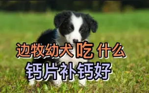 下载视频: 边牧幼犬吃什么钙片补钙好