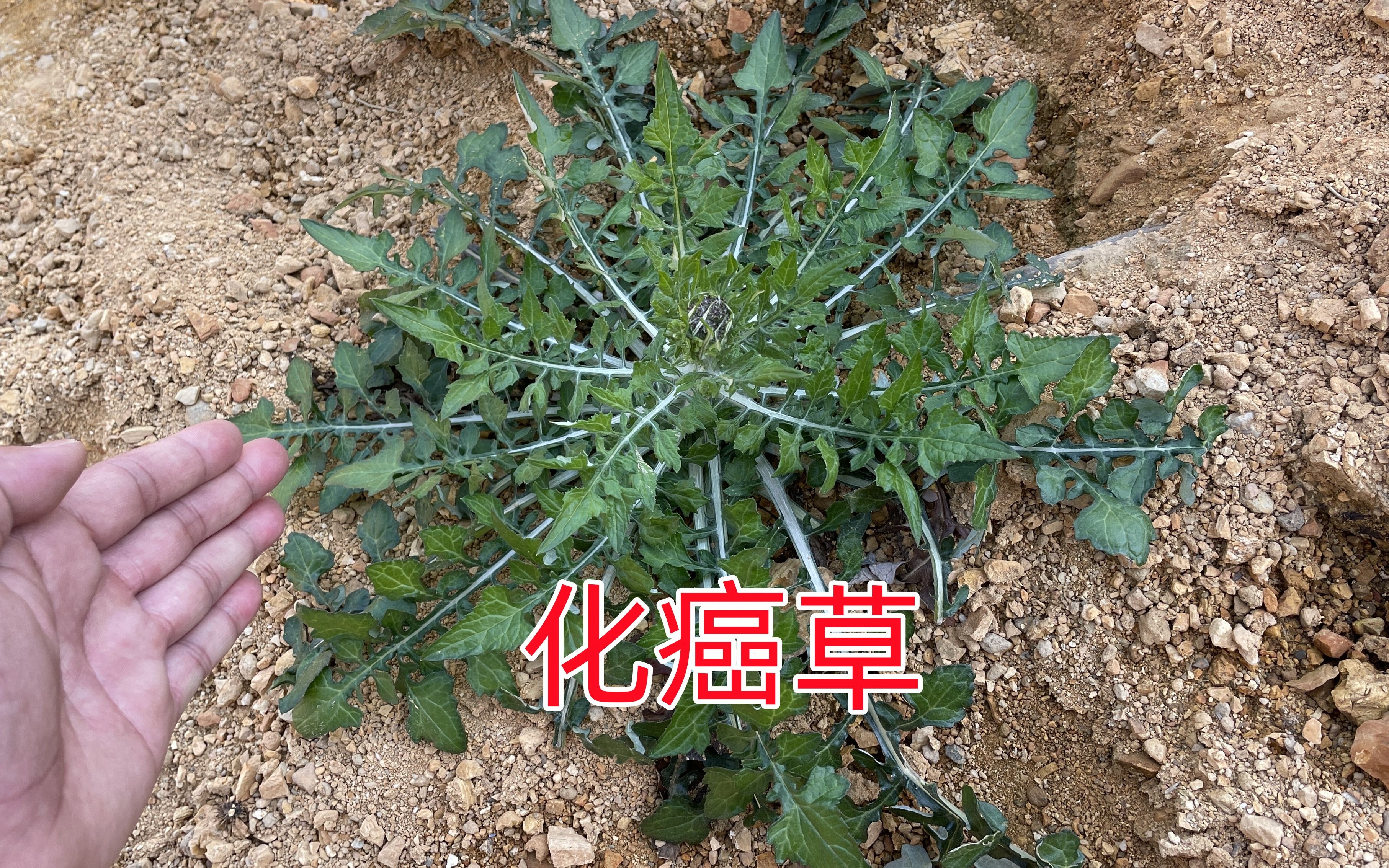 江西农村少见的化癌草