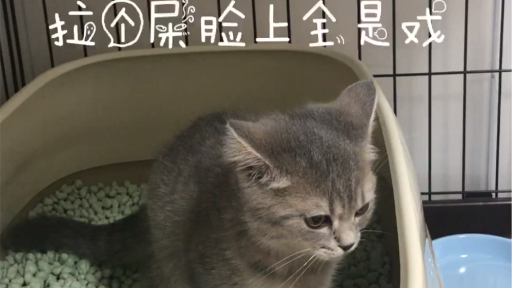 小猫咪拉屎,表情竟然很凝重哔哩哔哩bilibili