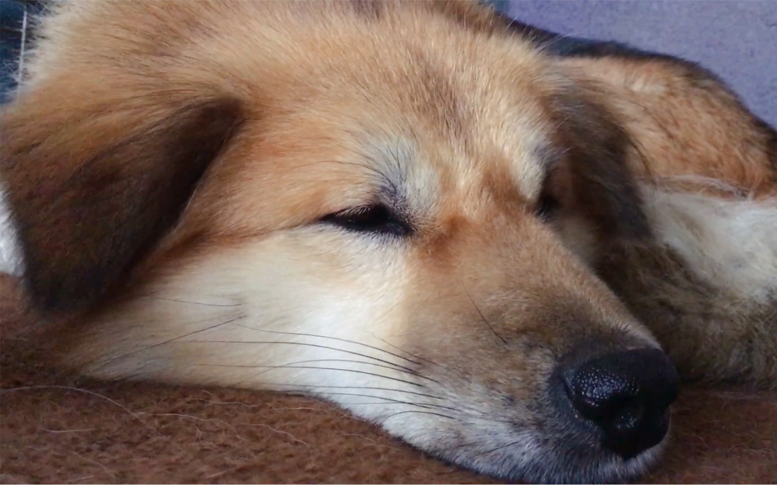 北方田园犬北方狗子都会揣手手枕毛尾巴睡觉吗