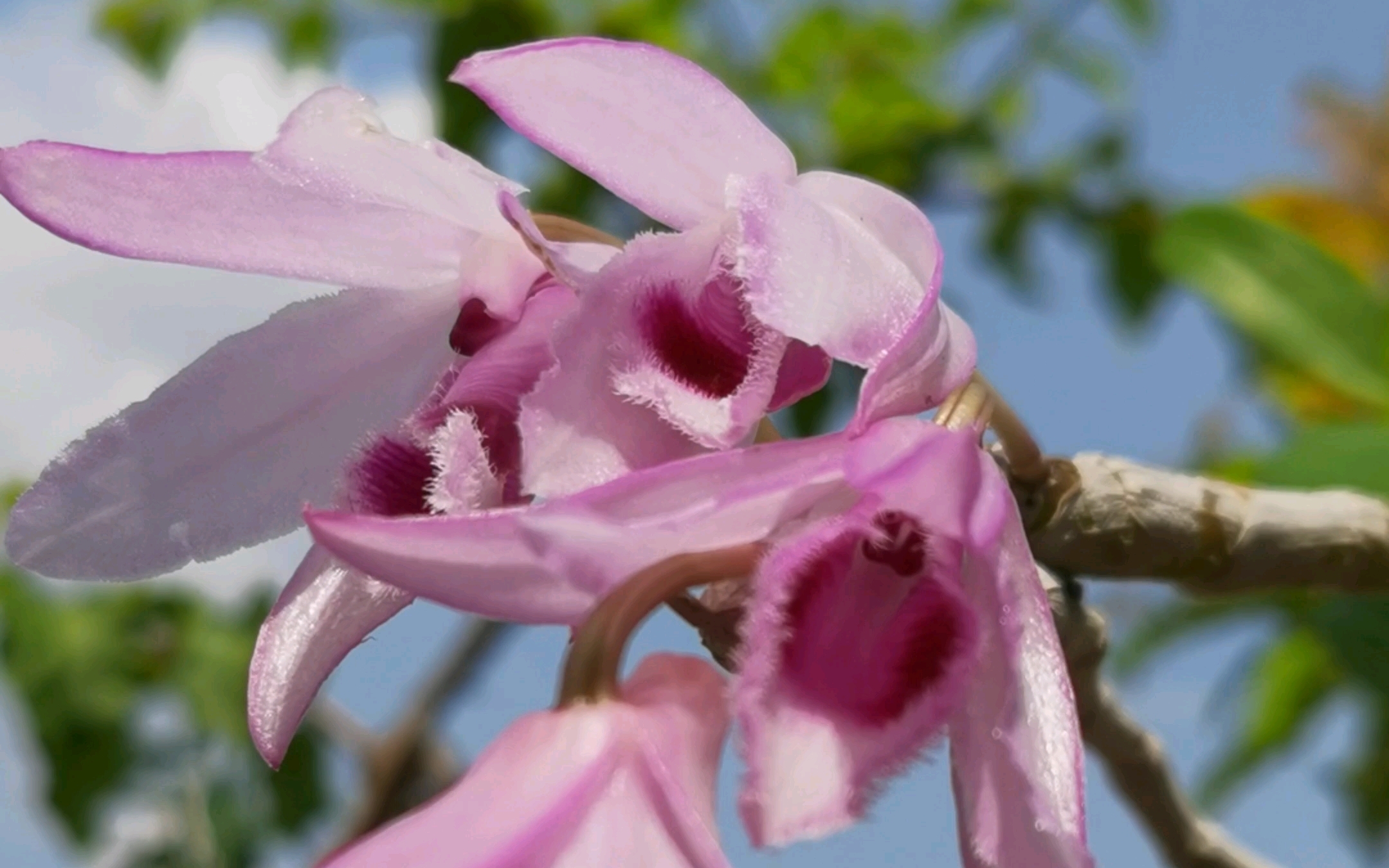檀香石斛(广西檀香石斛)