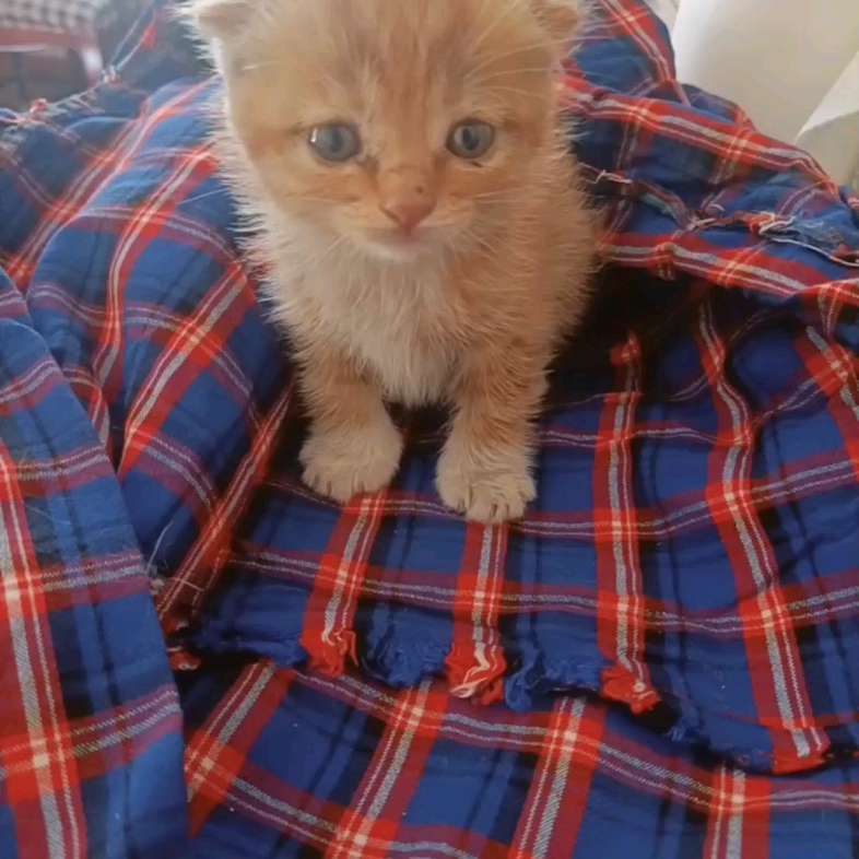 捡到猫了 (被猫碰瓷了)-给大佬递烟叉车师傅版-给大佬递烟叉车师傅版-哔哩哔哩视频