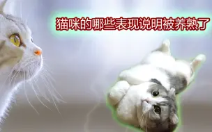 Download Video: 猫咪的哪些表现说明被养熟了