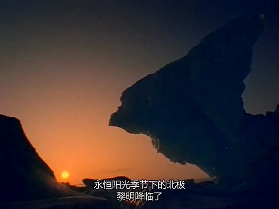 英音中文 英文字幕 中音英文字幕《北极冰原生物 Arctic KingdomLife at the edge》哔哩哔哩bilibili