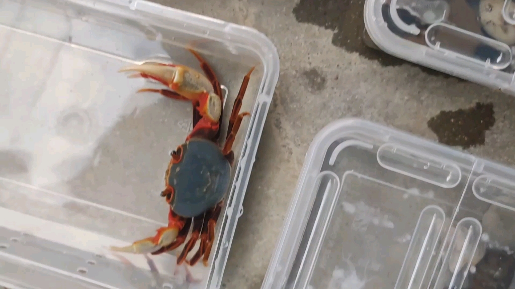 活动作品南海溪蟹蓝尖肢日常喂食之接食饲料