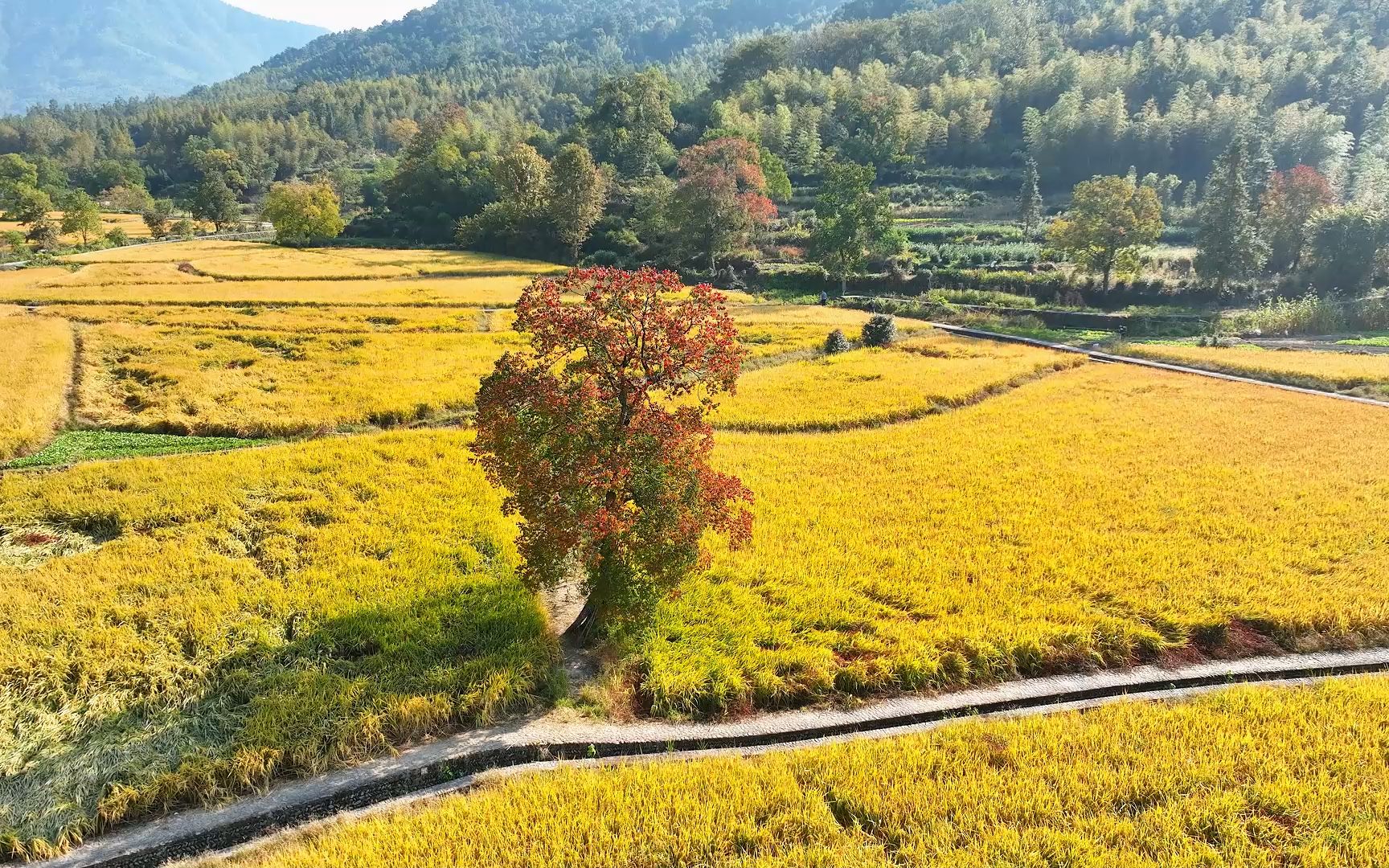 江南秋景如画,塔川独占一半