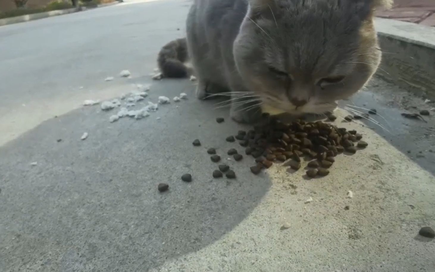 [图]不怕人的流浪猫，最终结局