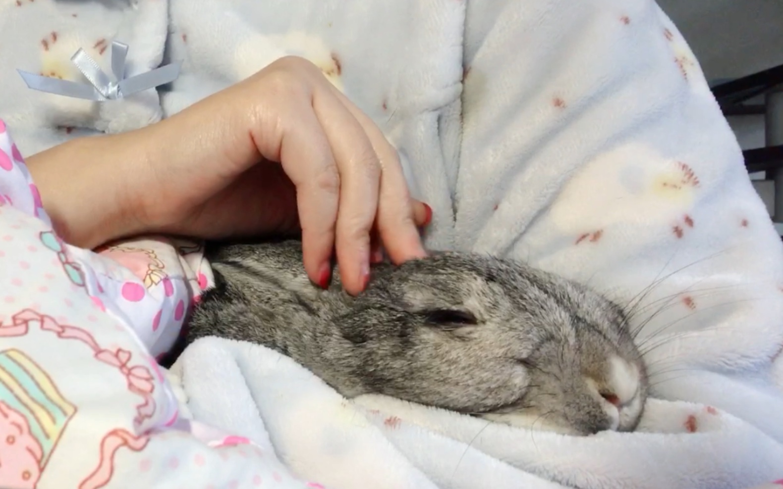 【兔子】一不小心把兔子摸睡着啦
