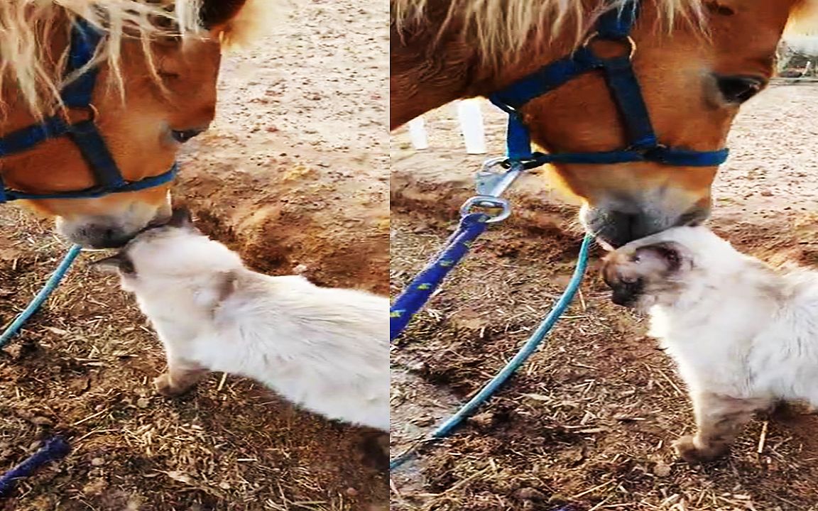 [图]万物皆有灵！马儿用鼻子抚摸猫咪，随后猫咪的反应令网友感动！