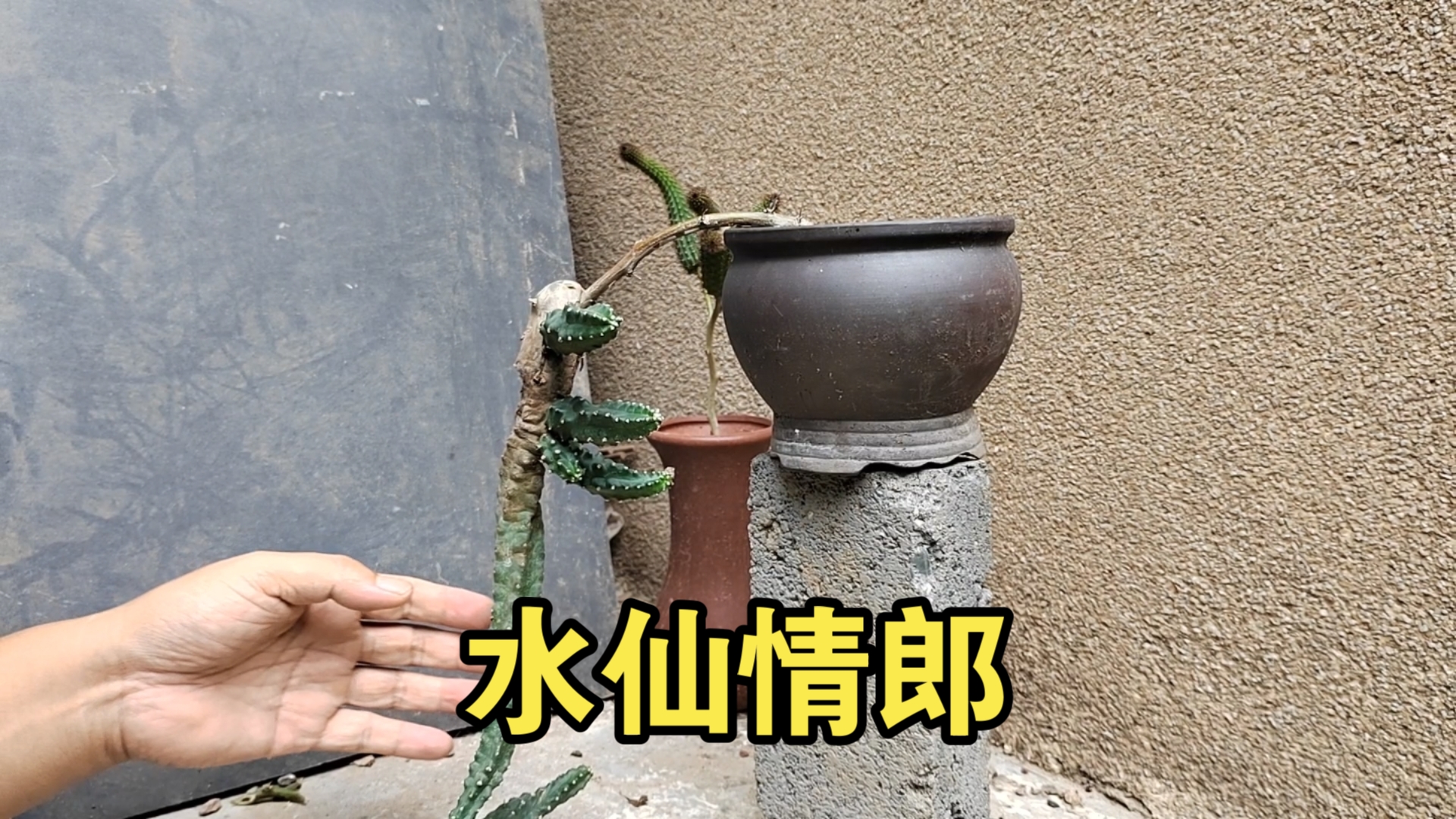 修剪下我的嫁接的垂吊水仙情郎