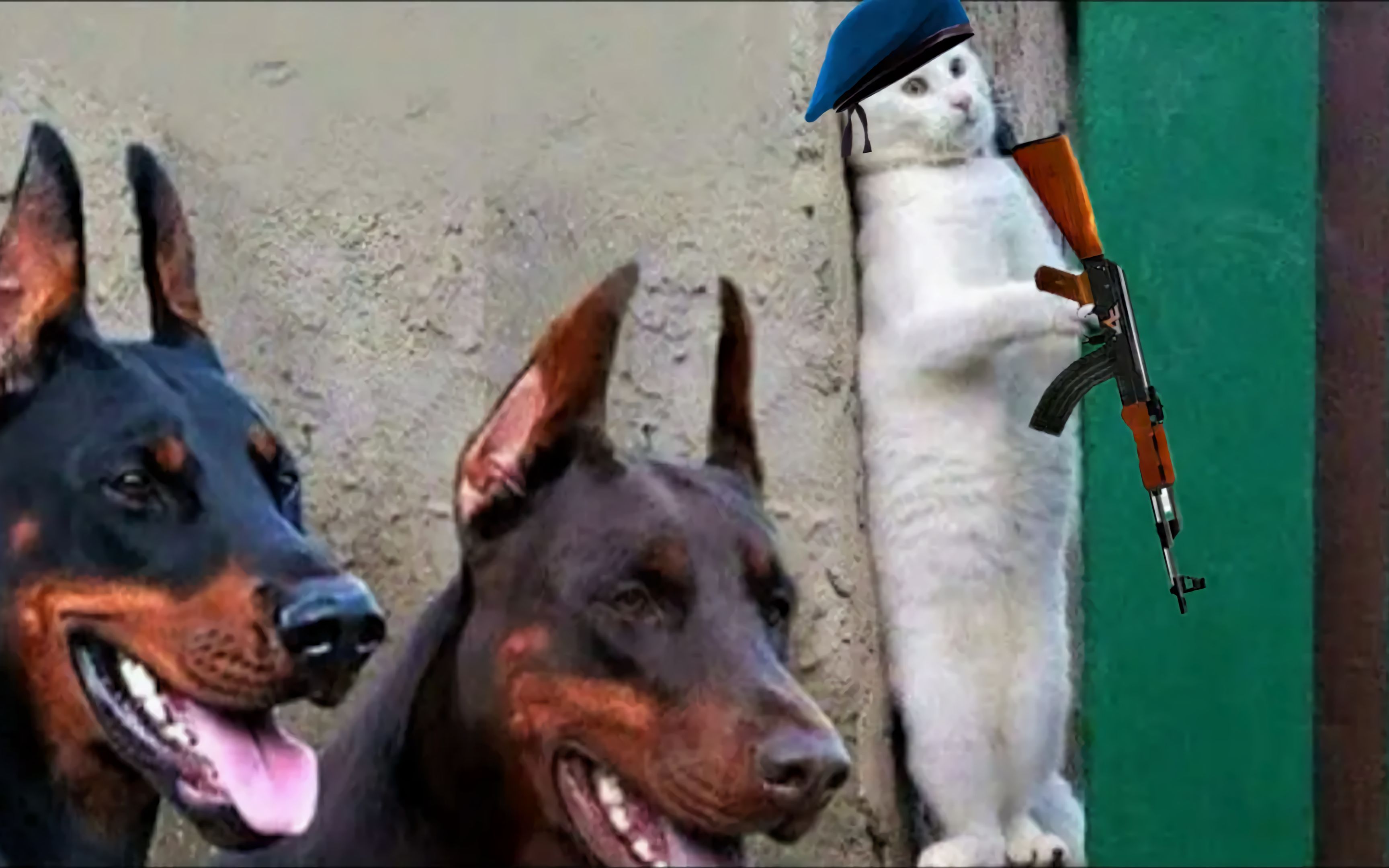 萌宠搞笑猫猫特种部队无畏的武士猫