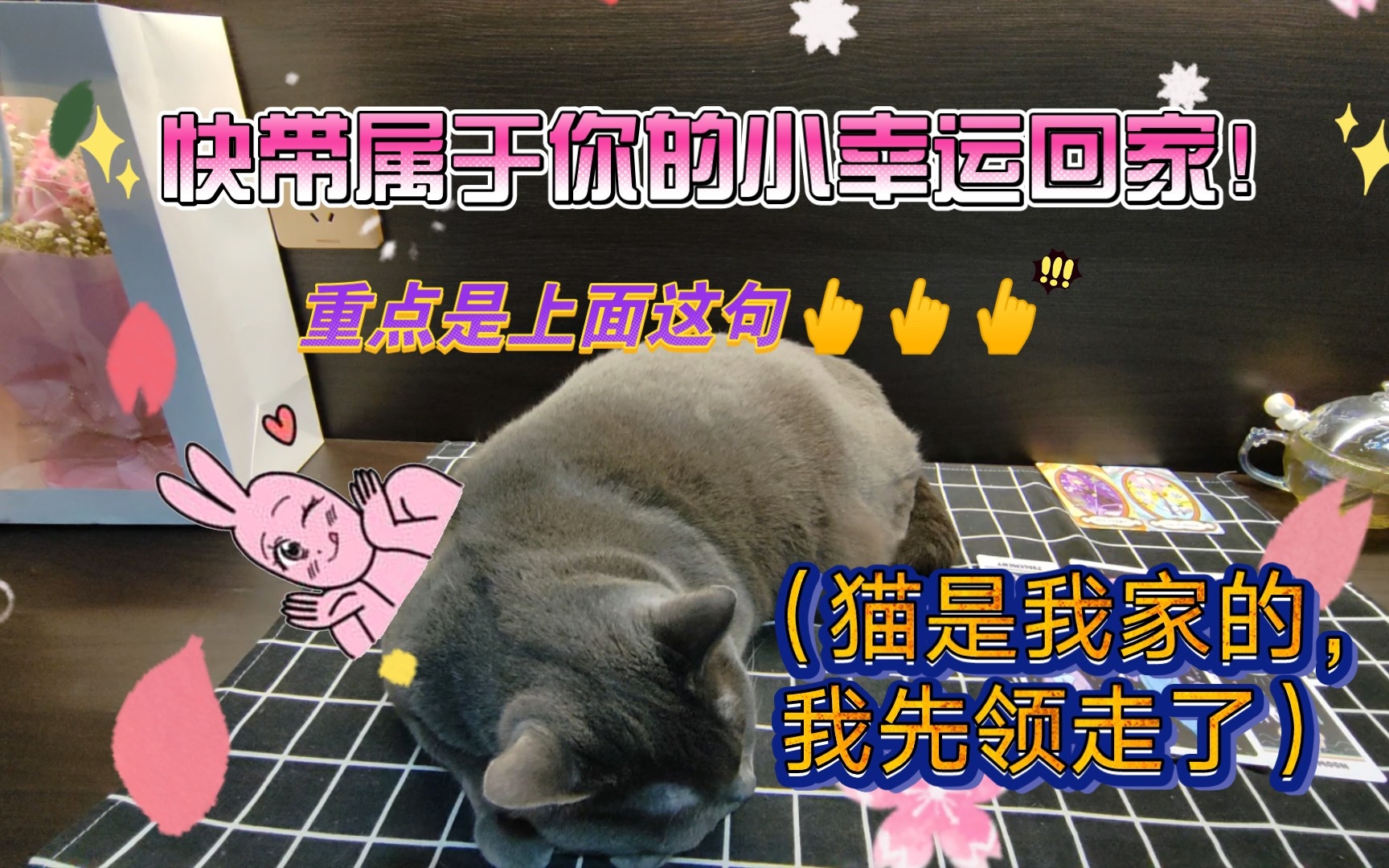 【猫猫有个茶话会】嗨!我姓小名幸运,全名小幸运,你看看我是你家的不?我正打算敲锣打鼓策马奔腾全速出击的奔向你,快来接我回家!哔哩哔哩bilibili