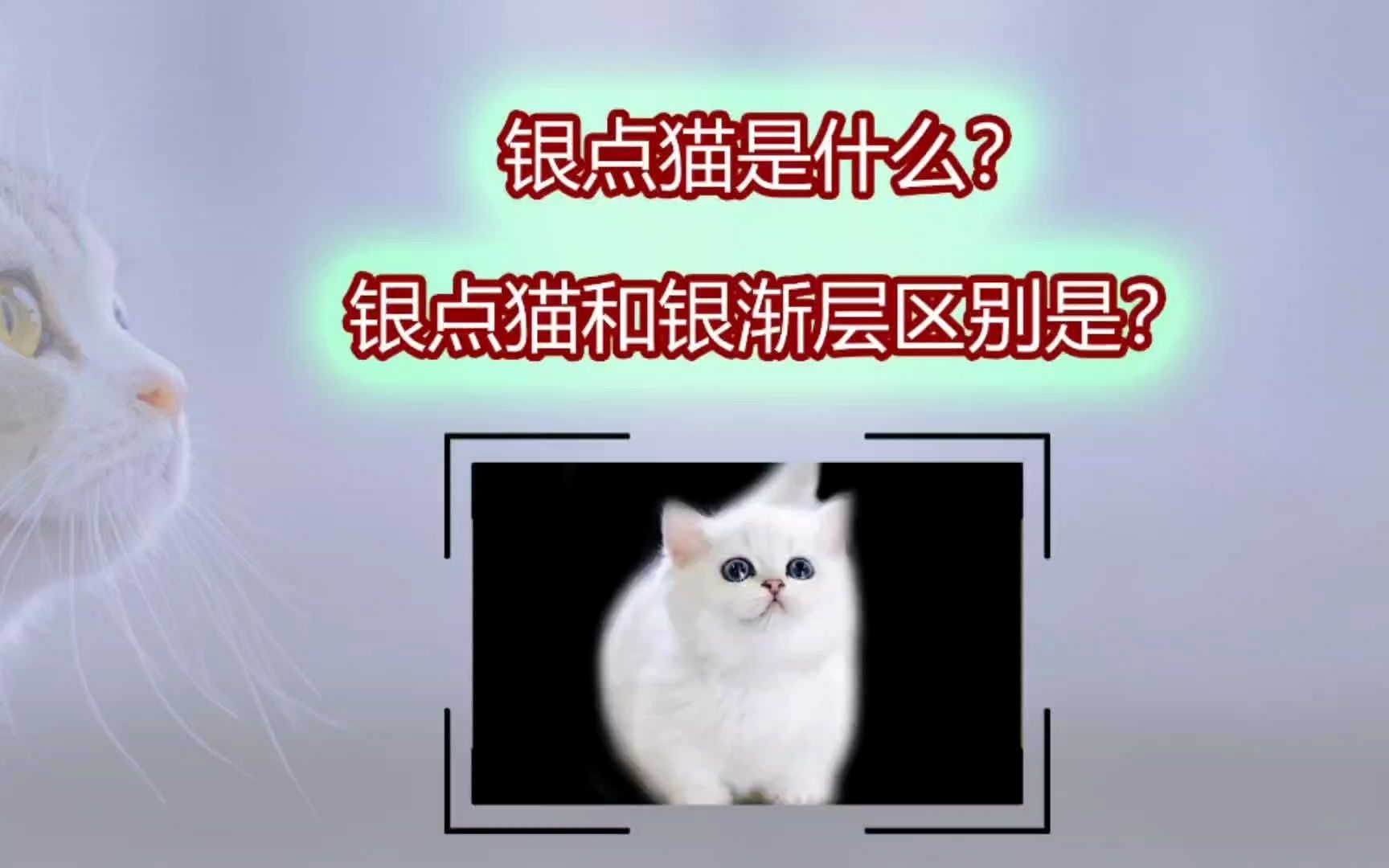 银点猫是什么?银点猫和银渐层区别是什么?哔哩哔哩bilibili