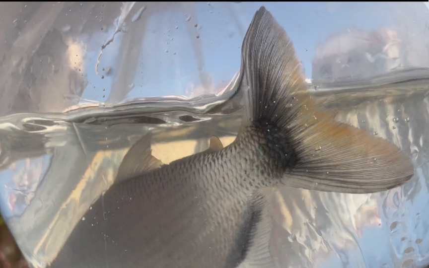 【新鱼开箱第132期】漂亮的巡游性中型鱼:拟黑尾河虎过水入缸