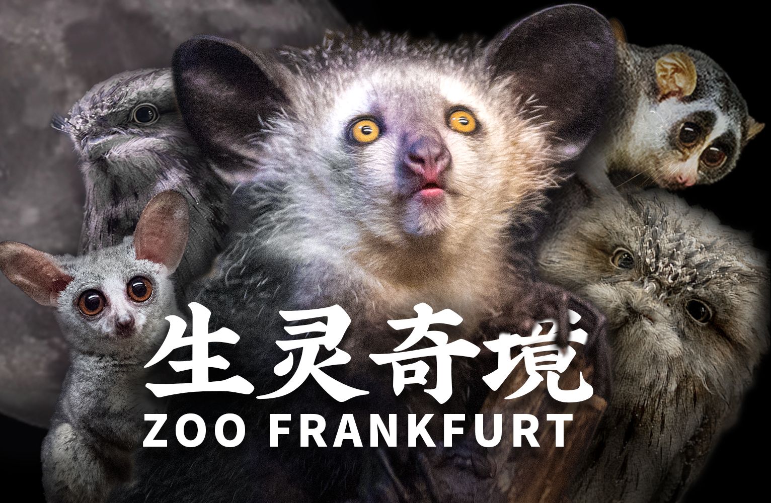 [图]【生灵奇境】暗夜精灵的秘密·Zoo Frankfurt·伍·夜行动物 下