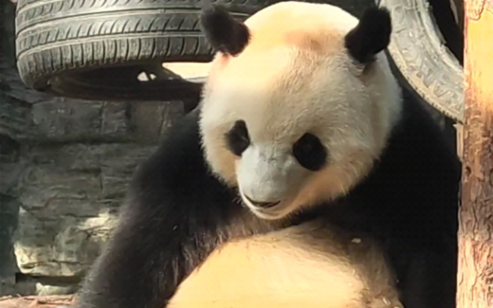 熊猫家族肥仔图片