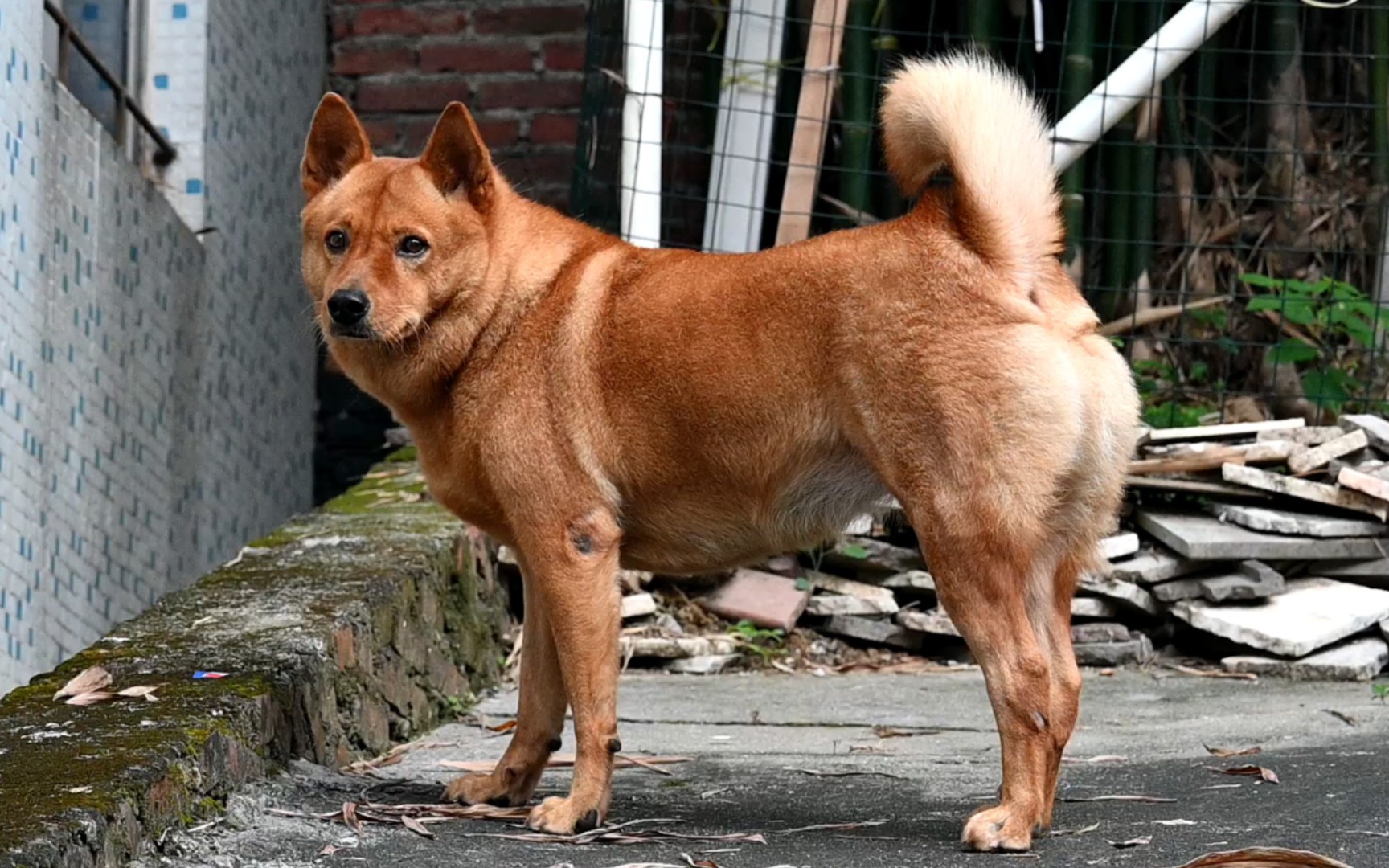 中型犬品种大全黄狗图片