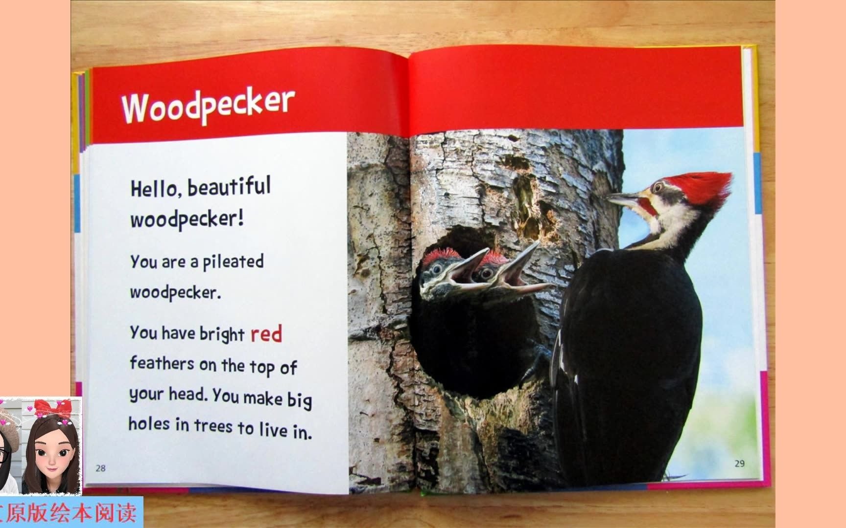 [图]【英文绘本阅读】Hello, Beautiful! Feathered Animals: woodpecker 《你好，美丽！有羽毛的动物》之啄木鸟