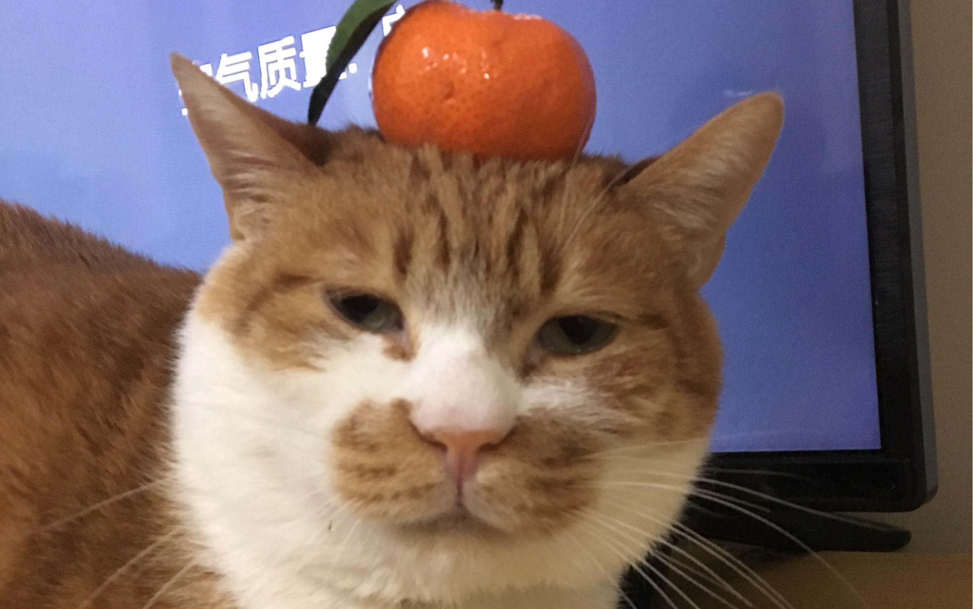 一吃猫条就流泪的憨憨猫