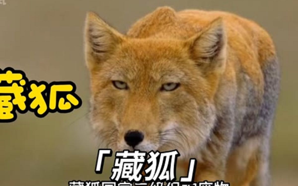 藏狐主任表情包图片
