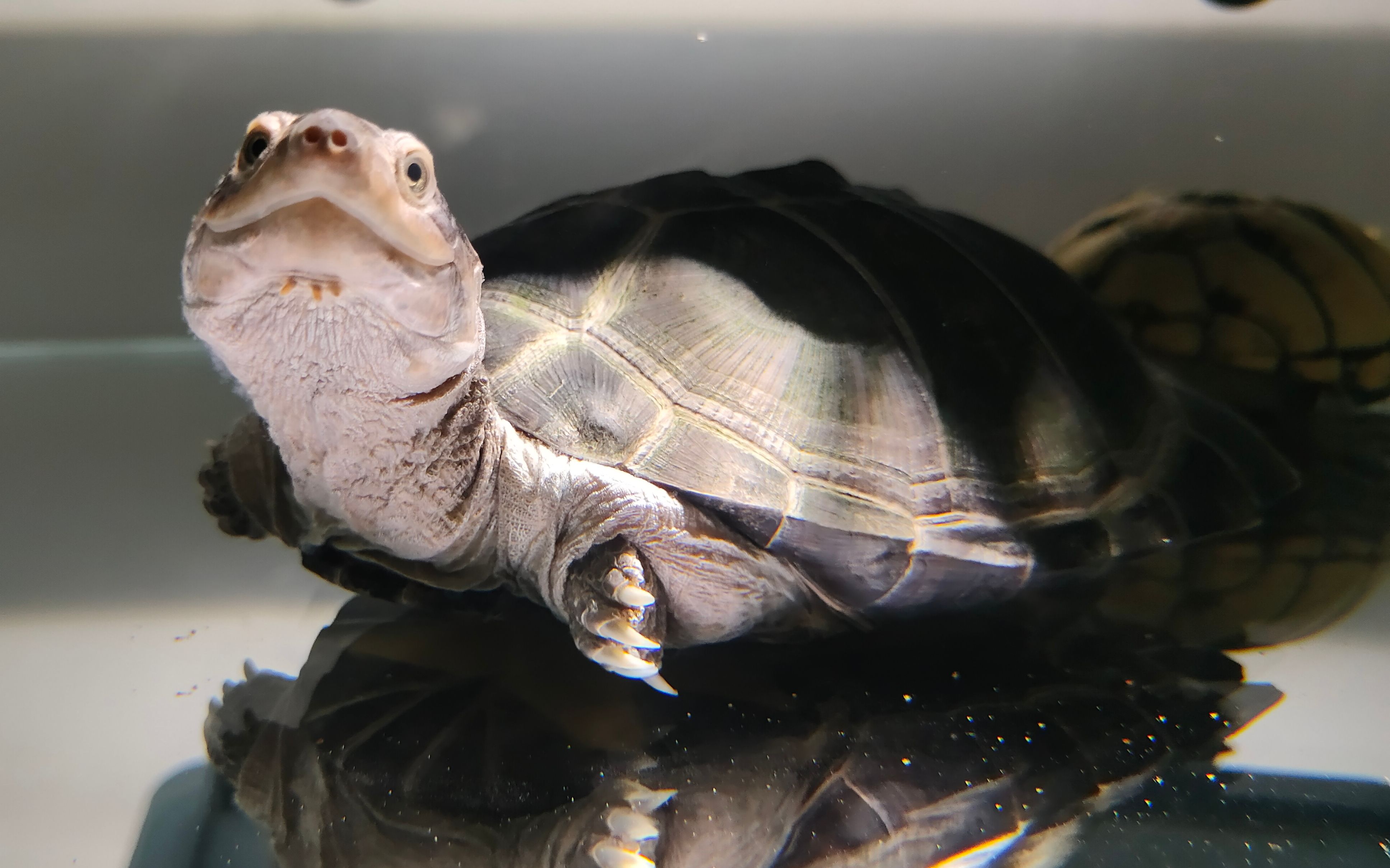 虽然有点傻,但游起泳来还是挺傻得嘞(锯齿侧颈龟)