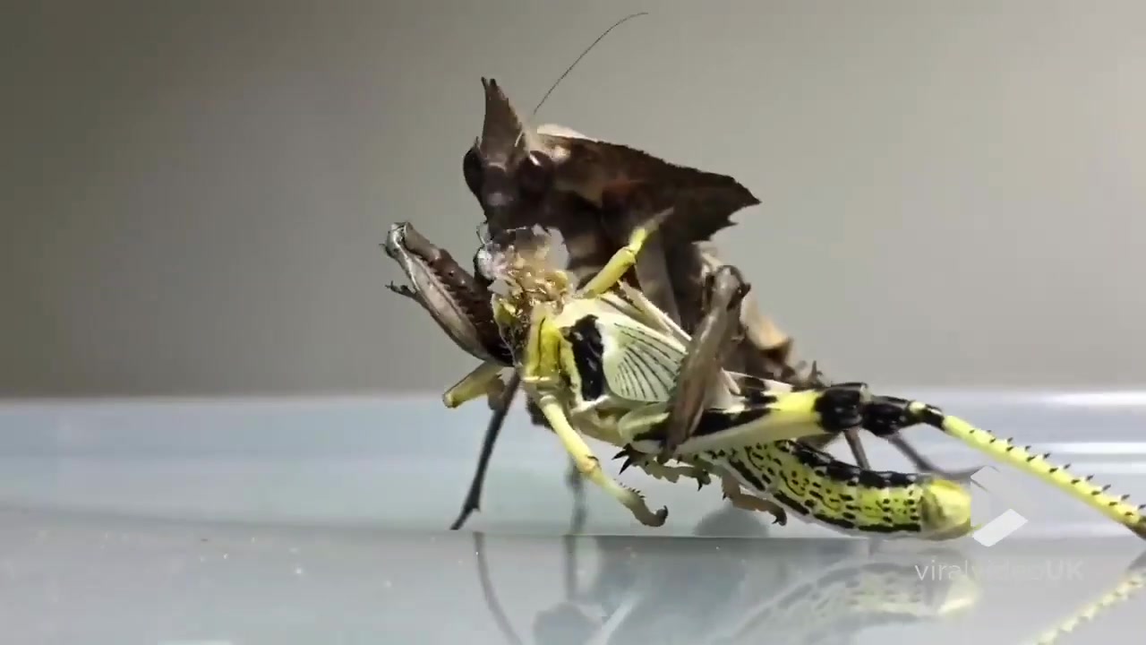 [知路baba]快镜头拍摄下螳螂吃掉一整只蝗虫的全过程(油转)_哔哩哔哩