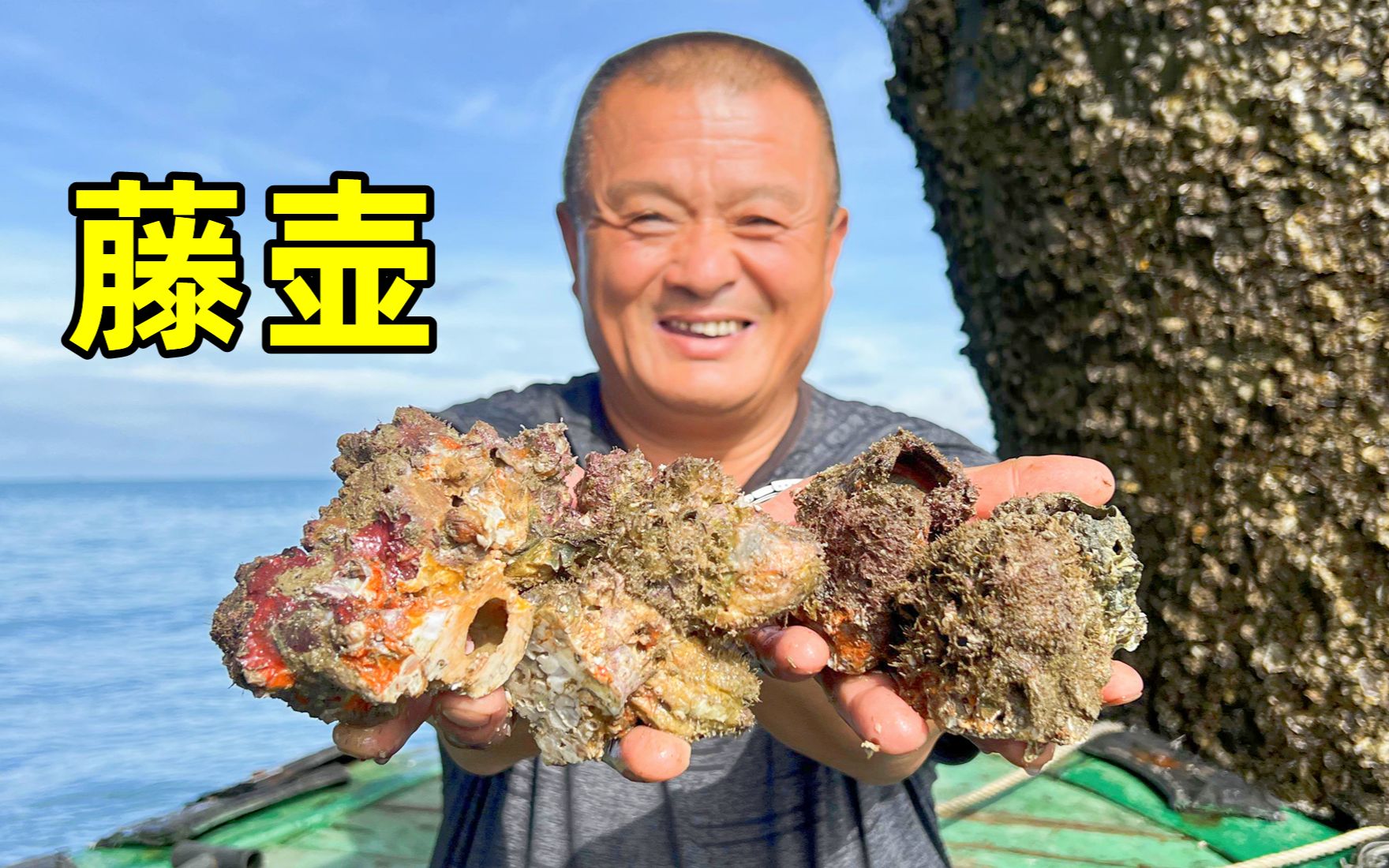 阿胖山赶海撬藤壶,父子俩合力撬100多斤,满膏藤壶太鲜甜了