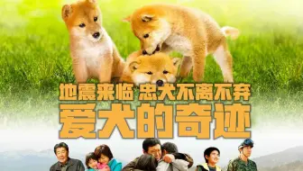 爱犬的奇迹 狗狗在地震中勇救主人一家 还差点失去自己的3个孩子 太感人了 哔哩哔哩 Bilibili