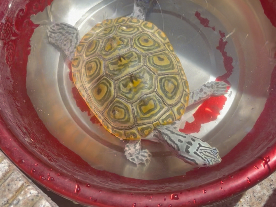 互动之王钻纹龟,皇冠钻纹龟,豹子钻纹龟,大花钻纹龟#钻纹龟 #乌龟 #爬