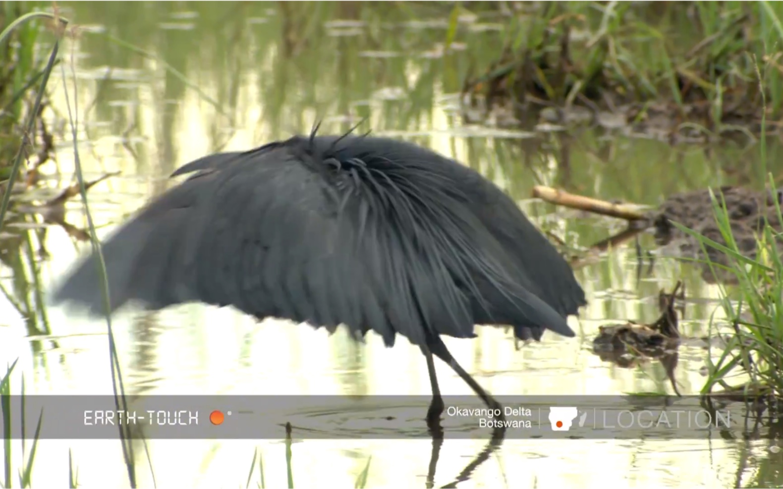 黑鹭(Black Heron)捕鱼 方法独特,翅膀张开来围成伞的形状,然后头蜷缩在伞的当中静等猎物的出现哔哩哔哩bilibili