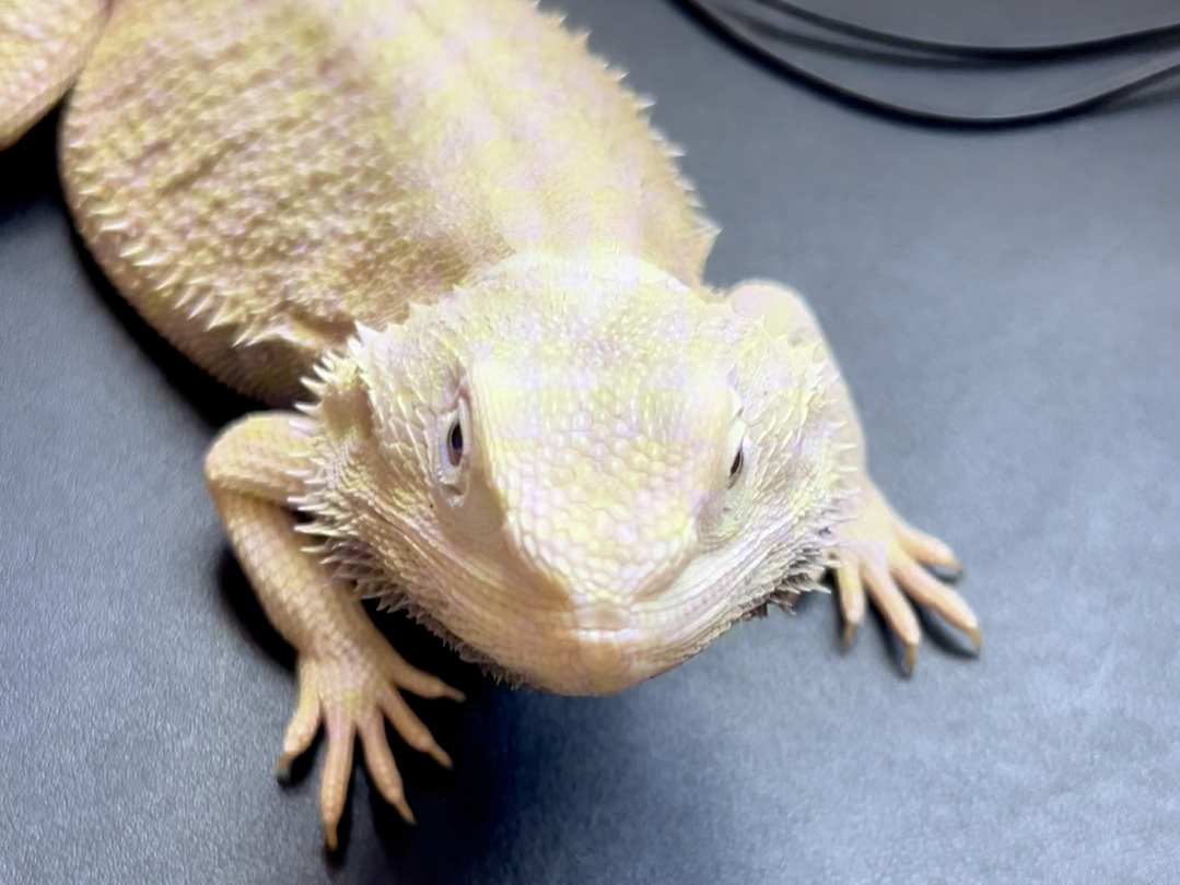 鬃狮蜥小恐龙咋能天天呼呼大睡呢?