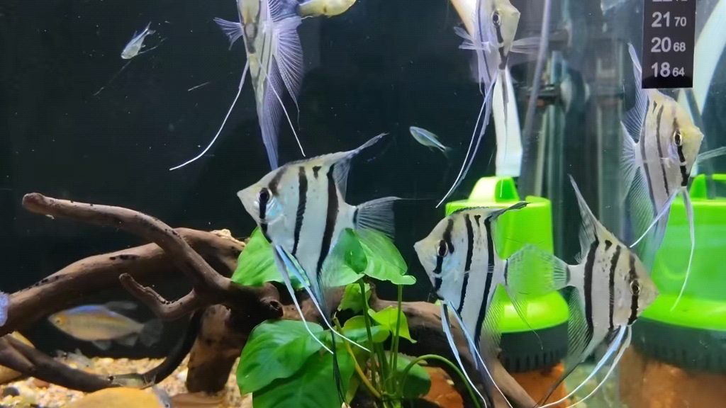 魔门斯卡神仙鱼的优雅