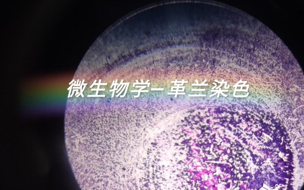 【医学微生物学】革兰染色哔哩哔哩bilibili