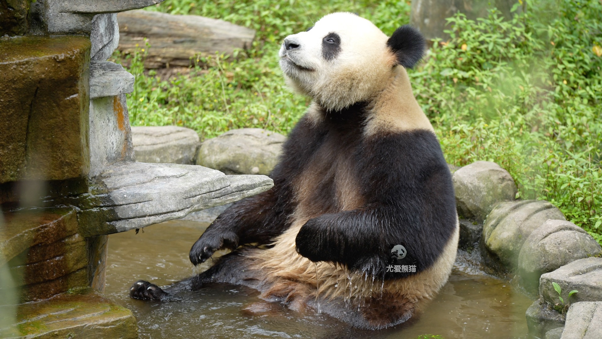 野培小熊科源成功考编,呲牙泡澡好惬意.哔哩哔哩bilibili