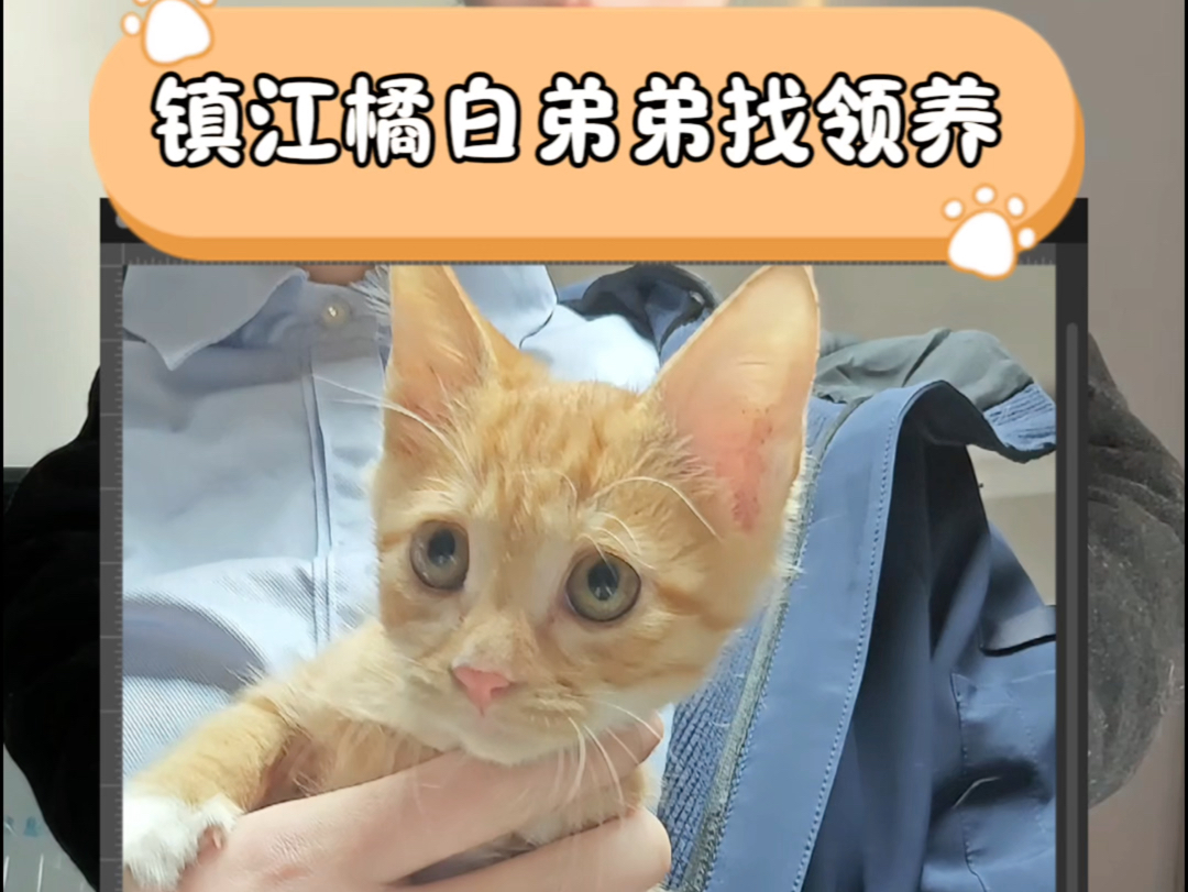 镇江橘白弟弟找新家~哔哩哔哩bilibili