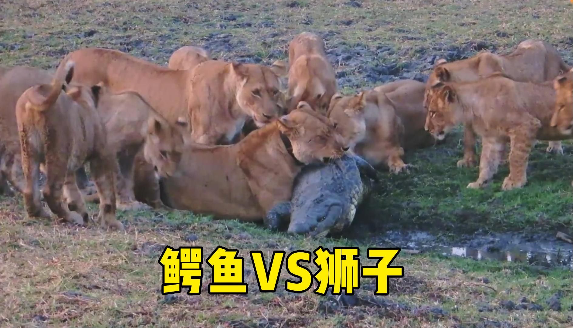 被狮子围攻的鳄鱼,被咬的根本无力反抗,画面不忍直视