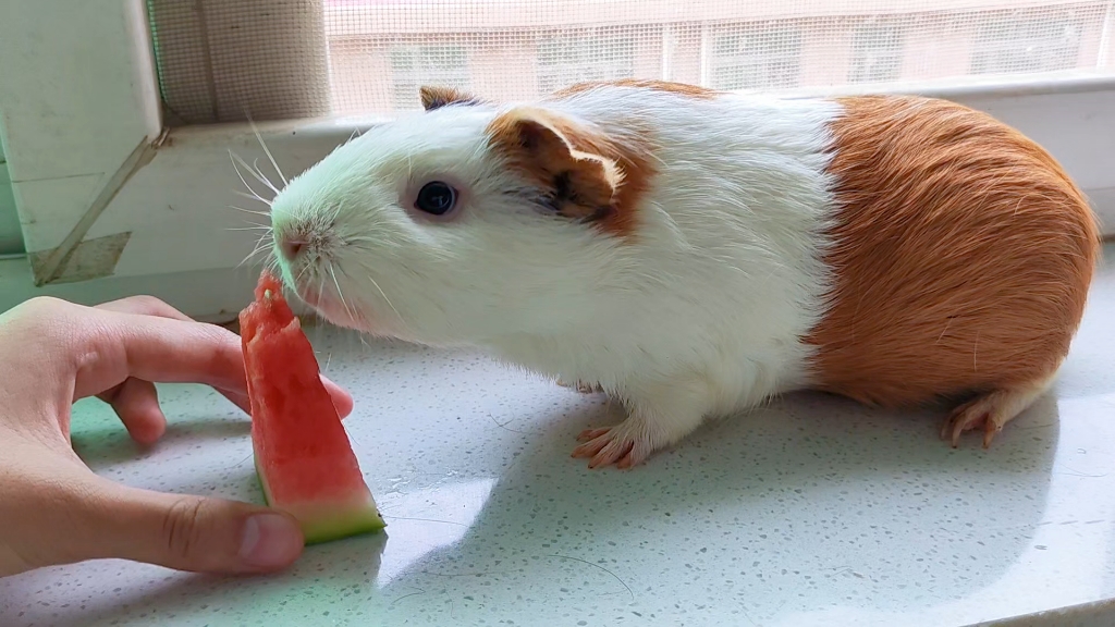 猪猪女王吃西瓜,荷兰猪小黄是我家的女王吧